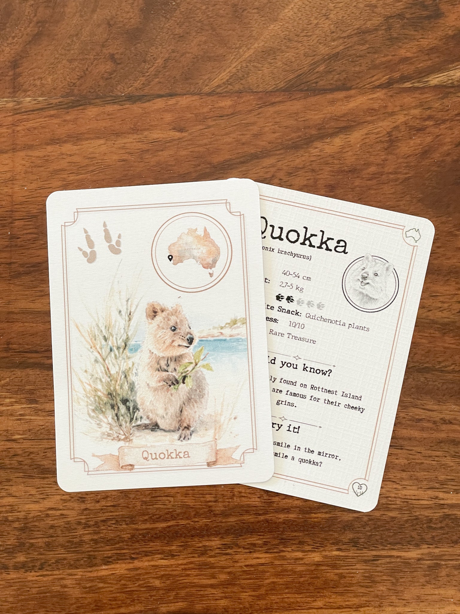Past Adventure - January - Quincy the Quokka